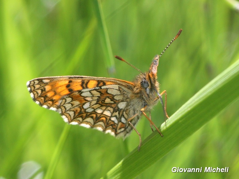 Melitaea...? Melitaea diamina - Nymphalidae